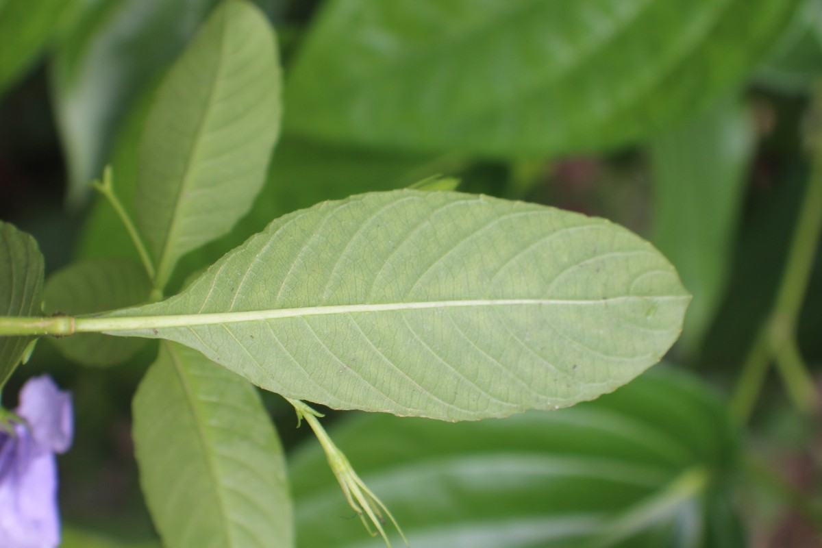 Ruellia tuberosa L.